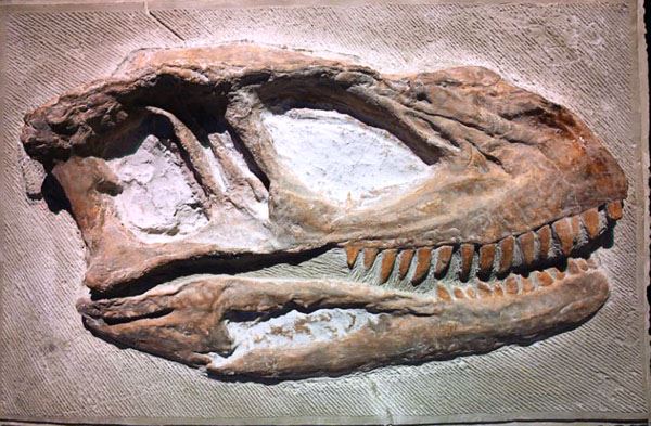 fossilskull2